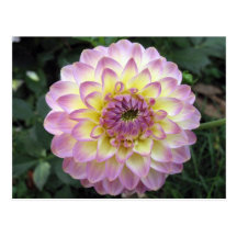 Vivid Lavender Creme Dahlia Postcards