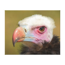 Vulture Canvas Stretched Canvas Print