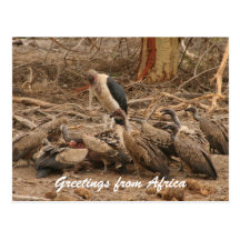 vulture crowd postcard