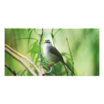 Wagtail Photo Card Template