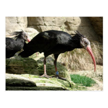 Waldrapp ibis Black Feathered Bird Postcard