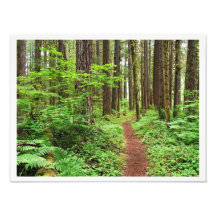 Walk in the Woods Art Photo