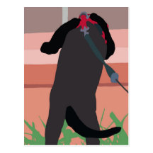 walking a cat postcard
