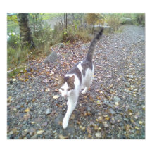 Walking Cat Photo