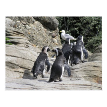 Walking Penguins Postcards