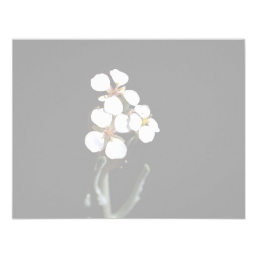 Wallflower Personalized Announcement