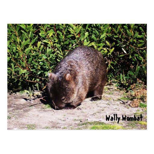 Wally Wombat Postcard