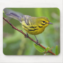 Warbler Mouse Pads
