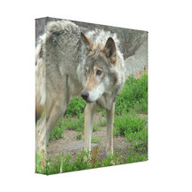Wary Wolf Canvas Print