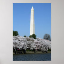 Washington DC Cherry Blossums Posters