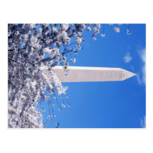 Washington Monument with Cherry Blossums Post Cards