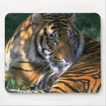 Watchful Tiger Washing Fur Mousepad