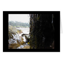 Water Beyond Seaweed Card