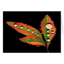 Water Drops Cards