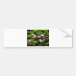 Water lilies bumper stickers