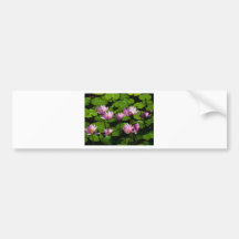 Water lilies bumper stickers
