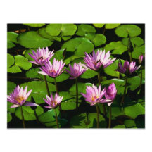 Water lilies custom announcements