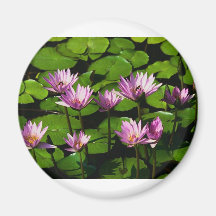 Water lilies fridge magnet