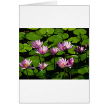 Water lilies greeting cards