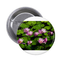 Water lilies pinback buttons