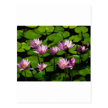 Water lilies post cards