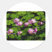 Water lilies round stickers