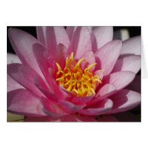 Water Lilly Card