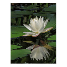 Water Lily and Reflection Postcard