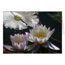 Water Lily Duet Greeting Card