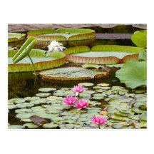 Water Lily Pads Ponds Postcard