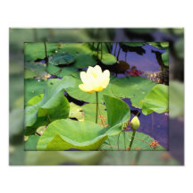 Water lily photo art
