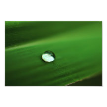 water on leaf photographic print