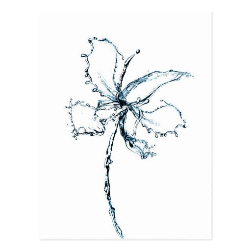 Water orchid postcard
