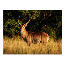 Waterbuck - safari greeting cards post cards