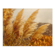 WAVES OF GRAIN - postcard