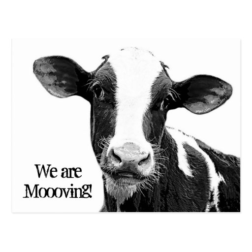 We are Moving! Moooving Change of Address Cow Post Cards