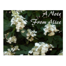 Wedding Veil Lace Hydrangeas Postcard
