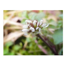 Weed Flower - Bittercress Post Cards