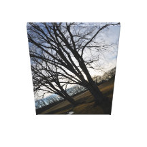 Weeping Willows Gallery Wrapped Canvas