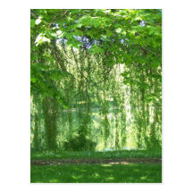 Weeping Willows with Pond Postcard