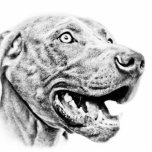 WEIMARANER PHOTO SCULPTURES