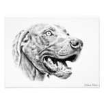 WEIMARANER PHOTOGRAPH