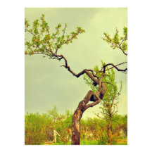 Weird tree personalised announcements