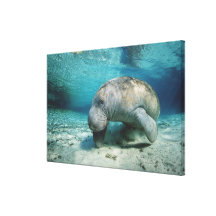 West Indian Manatee Canvas Print