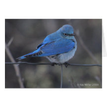 Western Bluebird Cold Cards
