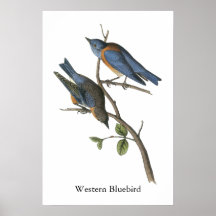 Western Bluebird, John Audubon Print