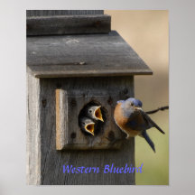 Western Bluebird Posters
