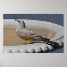 Western Kingbird 2 Print