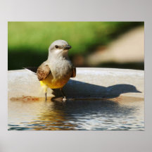 Western Kingbird Print