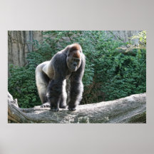 Western Lowland Gorilla Posters